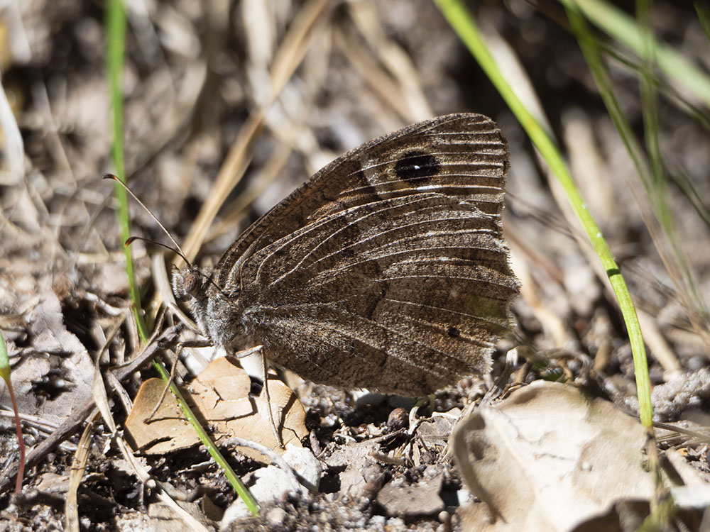 Aiuto identificazione - Hipparchia (Neohipparchia) statilinus